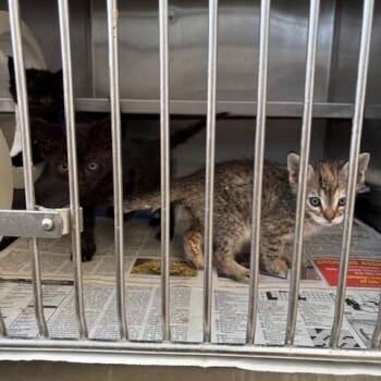 Baxter -  Domestic Short Hair Cat for Adoption in Hawthorne, California - Baxter | PetCurious