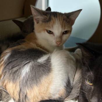 Chamomile -  Domestic Short Hair Cat for Adoption in Brownsboro, Alabama - Chamomile | PetCurious