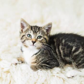 Rescue Domestic Short Hair Cats for Adoption in Saint Paul, Minnesota - Ombrio | PetCurious