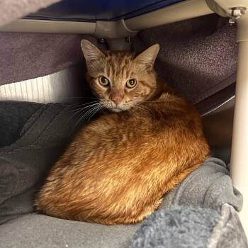 Domestic Short Hair Cats Available for Adoption in Mentor, Ohio - Phys Ed | PetCurious