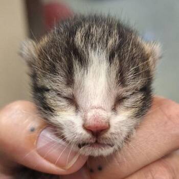 Domestic Short Hair Cats Available for Adoption in Kansas City, Missouri - Zeus | PetCurious