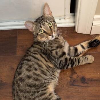 Hunter -  Domestic Short Hair Cat for Adoption in San Diego, California - Hunter | PetCurious
