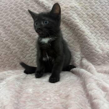 Persephone -  Domestic Short Hair Cat for Adoption in Raleigh, North Carolina - Persephone | PetCurious