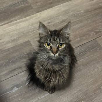 May-May -  Domestic Medium Hair Cat for Adoption in Hinesville, Georgia - May-May | PetCurious