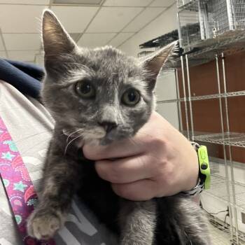 Rescue Domestic Short Hair Cats for Adoption in East St. Louis, Illinois - Charmander-C | PetCurious