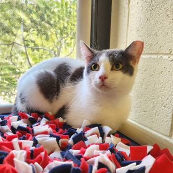 Domestic Short Hair Cats Available for Adoption - Zeus | PetCurious