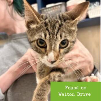 Circe -  Domestic Short Hair Cat for Adoption in Lynchburg, Virginia - Circe | PetCurious