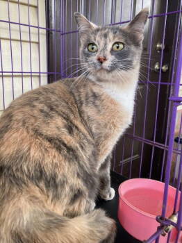 Rescue Domestic Short Hair Cats for Adoption in Herndon, Virginia - FeFe | PetCurious