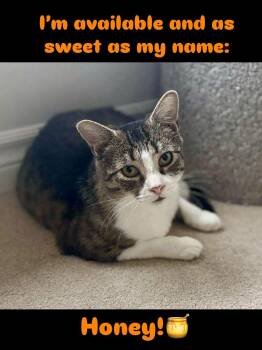 Rescue Domestic Short Hair Cats for Adoption in Ottawa, Ontario - Honey | PetCurious