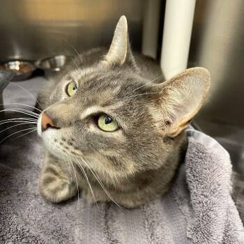 Rescue Domestic Short Hair Cats for Adoption in Roanoke, Virginia - Hinkle | PetCurious