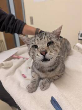 A199158 -  Domestic Medium Hair Cat for Adoption in Fremont, California - A199158 | PetCurious
