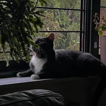 Tuxedo Cats Available for Adoption in Bayonne, New Jersey - Knox | PetCurious