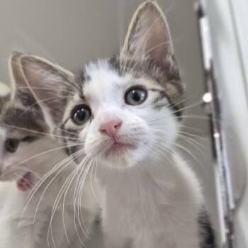 Pinoncchio -  Domestic Short Hair Cat for Adoption in Newark, New Jersey - Pinoncchio | PetCurious