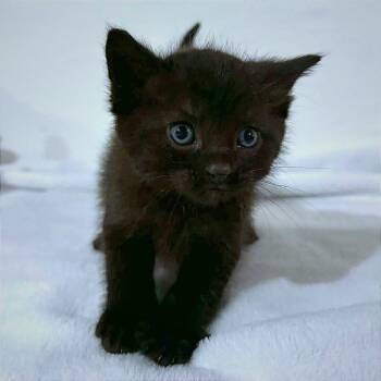 Domestic Short Hair Cats Available for Adoption in Hannibal, Missouri - Alice | PetCurious