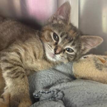 Domestic Short Hair Cats Available for Adoption in Springfield, Illinois - Gordita | PetCurious