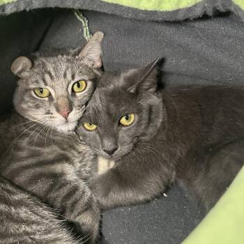 Melon -  Domestic Short Hair Cat for Adoption in Los Angeles, California - Melon | PetCurious