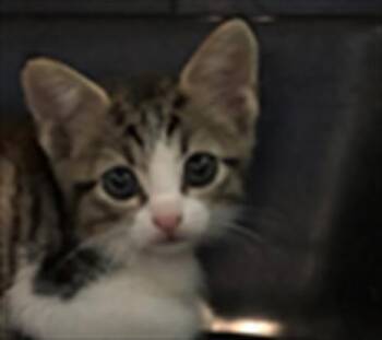 KITTEN 3 -  Domestic Short Hair Cat for Adoption in Houston, Texas - KITTEN 3 | PetCurious