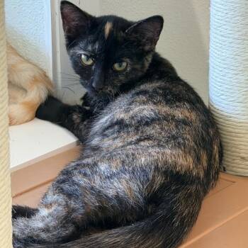 Artemis -  Domestic Short Hair Cat for Adoption in Waynesville, North Carolina - Artemis | PetCurious