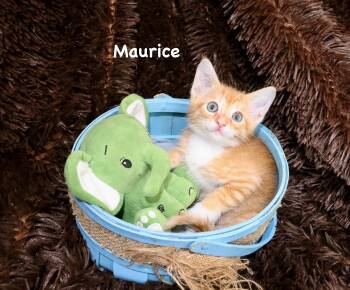 Tabby Cats Available for Adoption in St. Augustine, Florida - Maurice | PetCurious