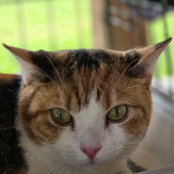 Rescue Calico Cats for Adoption in Orlando, Florida - Gracie | PetCurious