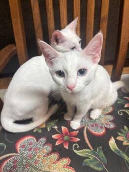 QTip -  Domestic Short Hair Cat for Adoption in Fayetteville, Georgia - QTip | PetCurious
