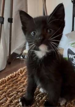 Remy -  Domestic Short Hair Cat for Adoption in Dallas, Texas - Remy | PetCurious