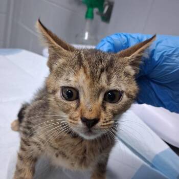 Stephanie -  Domestic Short Hair Cat for Adoption in Summerville, South Carolina - Stephanie | PetCurious