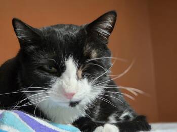 Rescue Tuxedo Cats for Adoption in Orlando, Florida - Huckleberry | PetCurious