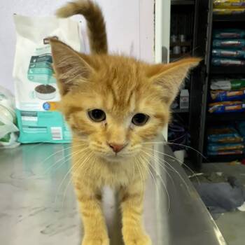 Guppy -  Domestic Short Hair Cat for Adoption in Grinnell, Iowa - Guppy | PetCurious
