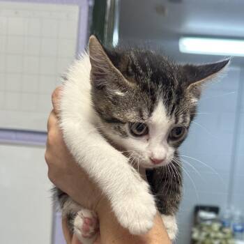 Skye (Pink Collar) -  Domestic Medium Hair Cat for Adoption in Newport, Tennessee - Skye (Pink Collar) | PetCurious