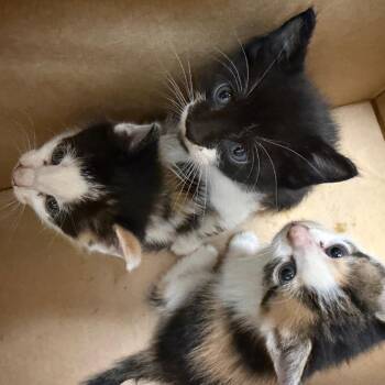 Zion -  Domestic Short Hair Cat for Adoption in Philadelphia, Pennsylvania - Zion | PetCurious