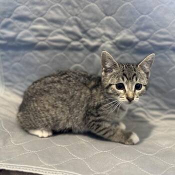 Izawa -  Domestic Short Hair Cat for Adoption in Matteson, Illinois - Izawa | PetCurious