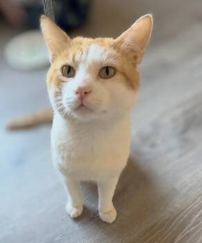Bullseye (reduced adoption fee) -  Domestic Short Hair Cat for Adoption in Melrose, Massachusetts - Bullseye (reduced Adoption Fee) | PetCurious