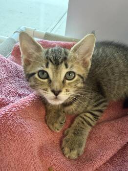 Pelican -  Domestic Short Hair Cat for Adoption in Cooperstown, New York - Pelican | PetCurious