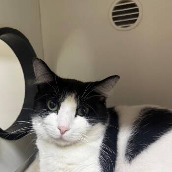 Mama Kat -  Domestic Short Hair Cat for Adoption in Branford, Connecticut - Mama Kat | PetCurious