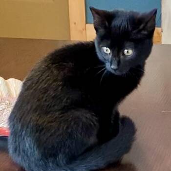 Domestic Short Hair Cats Available for Adoption - Marvin | PetCurious