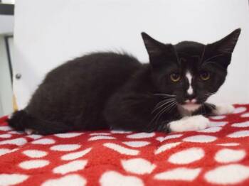 MAXIMOS -  Domestic Short Hair Cat for Adoption in Sacramento, California - MAXIMOS | PetCurious
