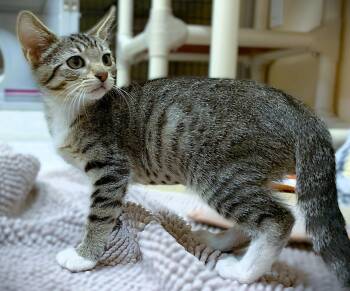 Kitten Ibiza -  Domestic Short Hair Cat for Adoption in Seal Beach, California - Kitten Ibiza | PetCurious