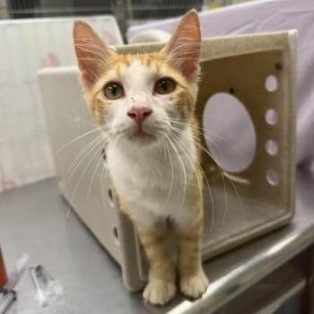 Scuba Steve 26-09-163 -  Domestic Short Hair Cat for Adoption in Bastrop, Texas - Scuba Steve 26-09-163 | PetCurious