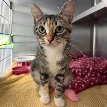 Pauline -  Domestic Short Hair Cat for Adoption in Sarasota, Florida - Pauline | PetCurious