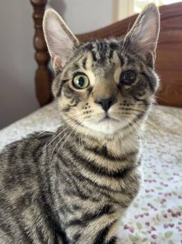 Breadstick -  Domestic Short Hair Cat for Adoption in North Huntingdon, Pennsylvania - Breadstick | PetCurious