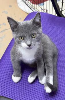 Domestic Short Hair Cats Available for Adoption in Elkins, West Virginia - Dippy | PetCurious