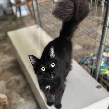 Nike -  Domestic Long Hair Cat for Adoption in Brownsboro, Alabama - Nike | PetCurious
