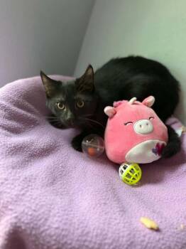 Ethan -  Domestic Short Hair Cat for Adoption in Deltona, Florida - Ethan | PetCurious