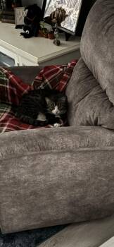 Domestic Short Hair Cats Available for Adoption - Jacque | PetCurious