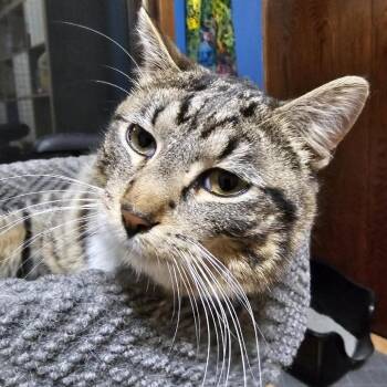 Domestic Short Hair Cats Available for Adoption - Frankie C10544 | PetCurious