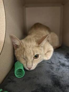 Jelly -  Domestic Short Hair Cat for Adoption in Quakertown, Pennsylvania - Jelly | PetCurious