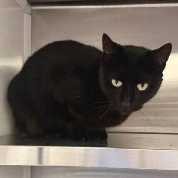 Domestic Short Hair Cats Available for Adoption in Hilton Head Island, South Carolina - Lacey | PetCurious