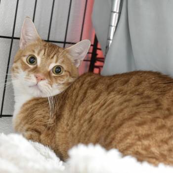 Levi -  Domestic Short Hair Cat for Adoption in Chilliwack, British Columbia - Levi | PetCurious