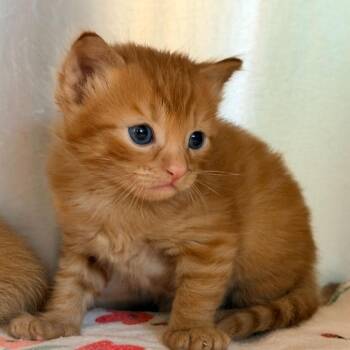 Domestic Short Hair Cats Available for Adoption in Los Angeles, California - Rigatoni | PetCurious